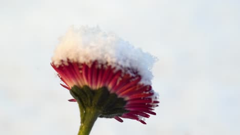 focus pull between snow and snow-capped flower of vibrantly pink garden daisy