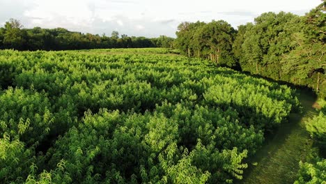 Aerial-dolly-shot-above-Lititz,-Lancaster-County,-Pennsylvania-peach-orchard-in-summer,-rows-of-fruit-trees