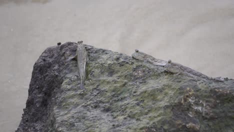 mudskipper yacía en la roca