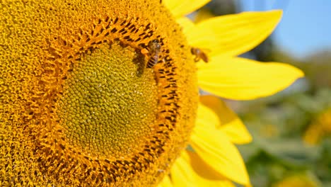 la abeja de la miel recogiendo el polen en un girasol en flor cerca