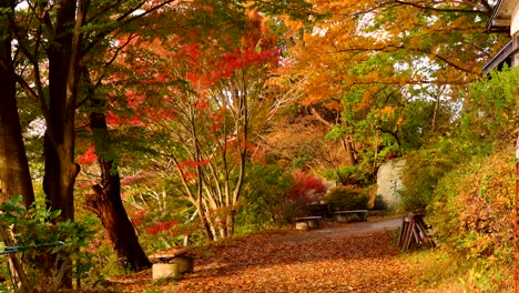 park of maple trees. autumn landscape windy day.