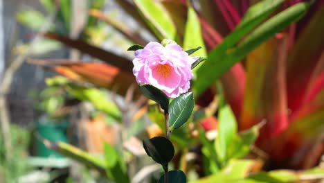 Flor-Rosa-De-Camelia-Sasanqua---Camelia-Rosa-Balanceándose-Suavemente-En-El-Viento---Plantas-En-El-Jardín---Primer-Plano