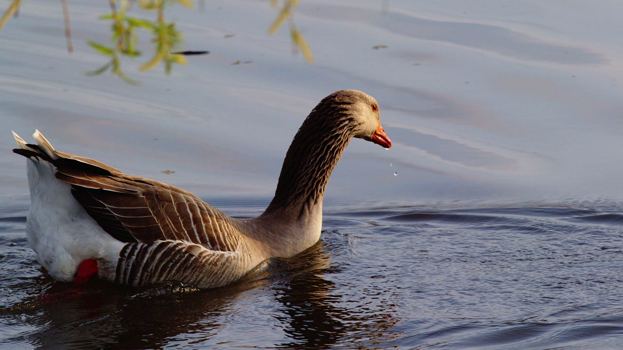 A peaceful wildlife scene of goslings and an adult goose