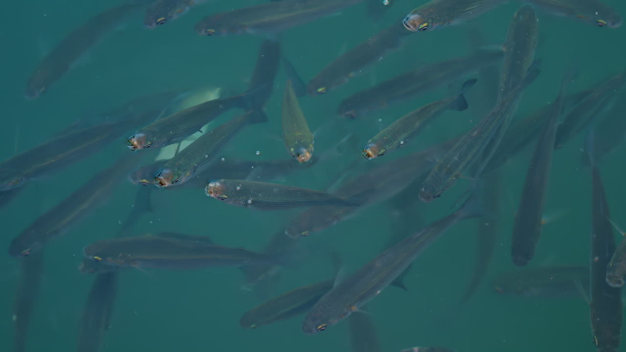 Group of fish swimming gracefully in crystal clear turquoise water