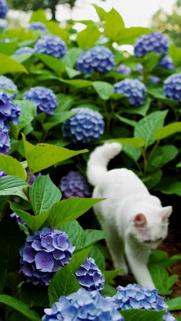 White Cat in a Hydrangea Garden