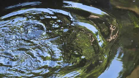 duck diving underwater, creating ripples in the pond