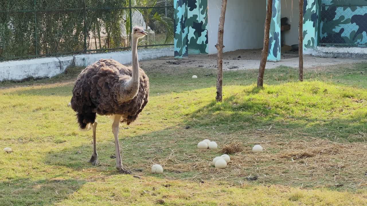Struzzo in allerta che cammina con cautela attorno a diverse uova su erba secca all'interno di un recinto dello zoo, mostrando il comportamento di nidificazione protettiva del grande uccello non volatore.