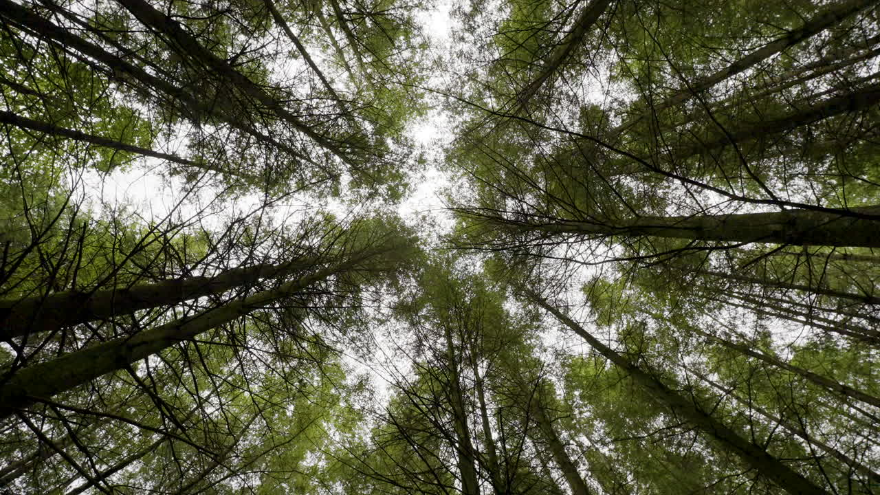Looking Up Through the Trees of a Dense Forest