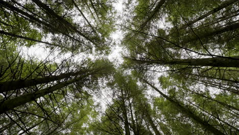 looking up through the trees of a dense forest