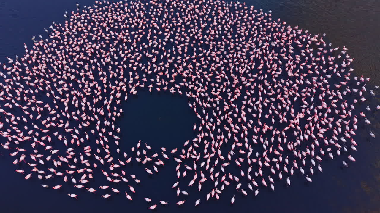 Flamingos create a mesmerizing swirl in tranquil waters of a serene lagoon at sunset, showcasing nature's beauty in perfect harmony