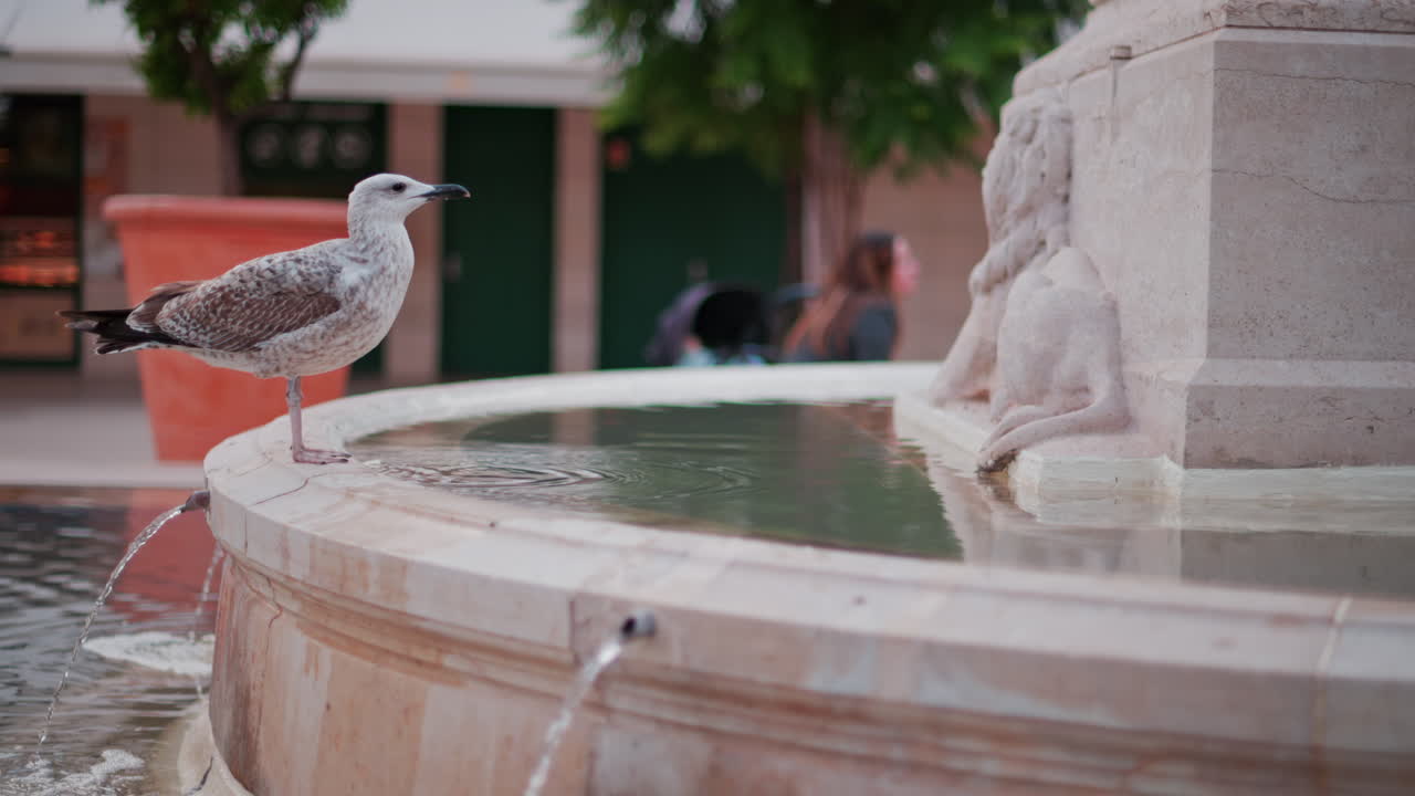 Close up of a seagull standing on a water fountain in Cannes, France