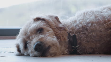 perro de mascota cansado durmiendo en el suelo junto a la ventana en el interior de la casa