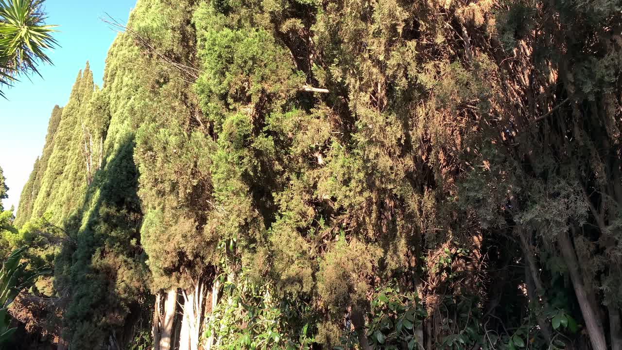 아주 가까운 나무 의 줄