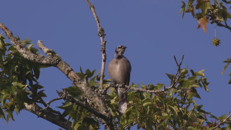 grey, scruffy bird on a branch