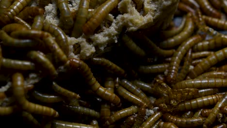 The-Mealworm-is-a-species-of-Darkling-Beetle-used-to-feed-pets-like-fish,-snakes,-birds,-and-frogs