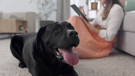 Woman,-remote-work-with-tablet-and-dog