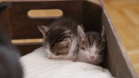 kittens huddled together sleeping on a blanket