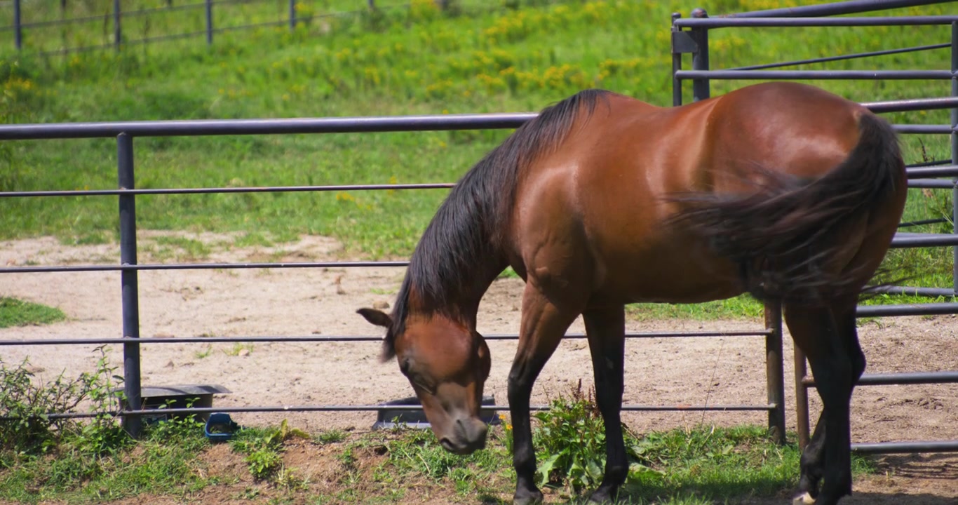 Caballo bayo de pie dentro de un pastizal cercado en una granja rural soleada, flexionando los músculos del hombro y espantando moscas con la cola