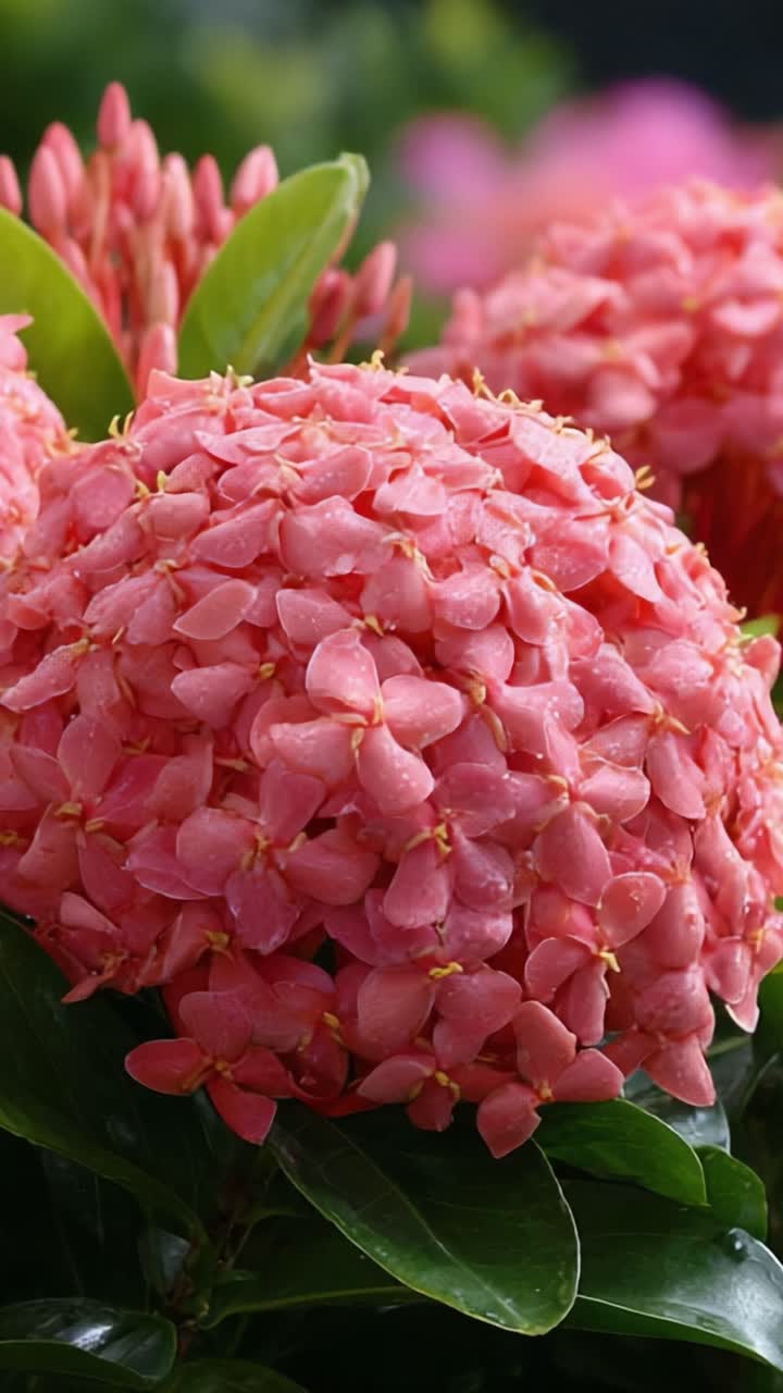 Stunning Close-Up of Vibrant Pink Blossoms with Glistening Dew Drops and Lush Green Foliage, Capturing the Beauty of Nature's Flora in Full Bloom