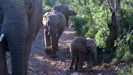 African-elephant-herd-walking-very-close,-one-smelling-at-camera