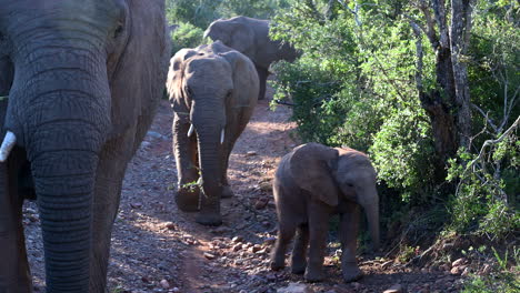 african elephant herd walking very close, one smelling at camera