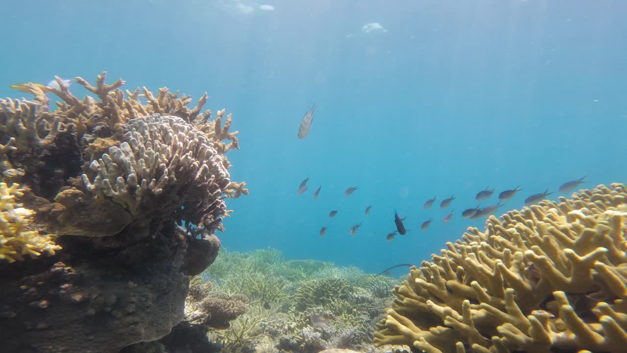 peces y arrecifes debajo de la superficie del agua en la isla de komodo, indonesia