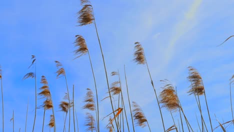 Low-Angle-Aufnahme-Von-Wehenden-Goldenen-Schilfrohren-Im-Wind-An-Einem-Schönen-Tag-Mit-Blauem-Himmel