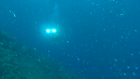 scuba diver cameraman shots massive shoal of small brightly fishes - red sea, egypt