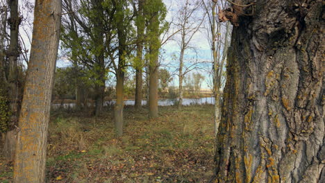 A-walk-through-the-woods-in-an-autumn-morning