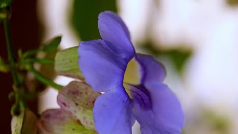 pequeño insecto sale de la intrincada anatomía de la hermosa flor silvestre