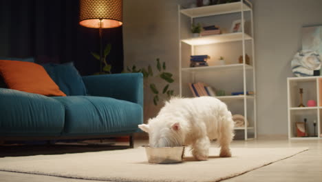 white dog eating from bowl in living room