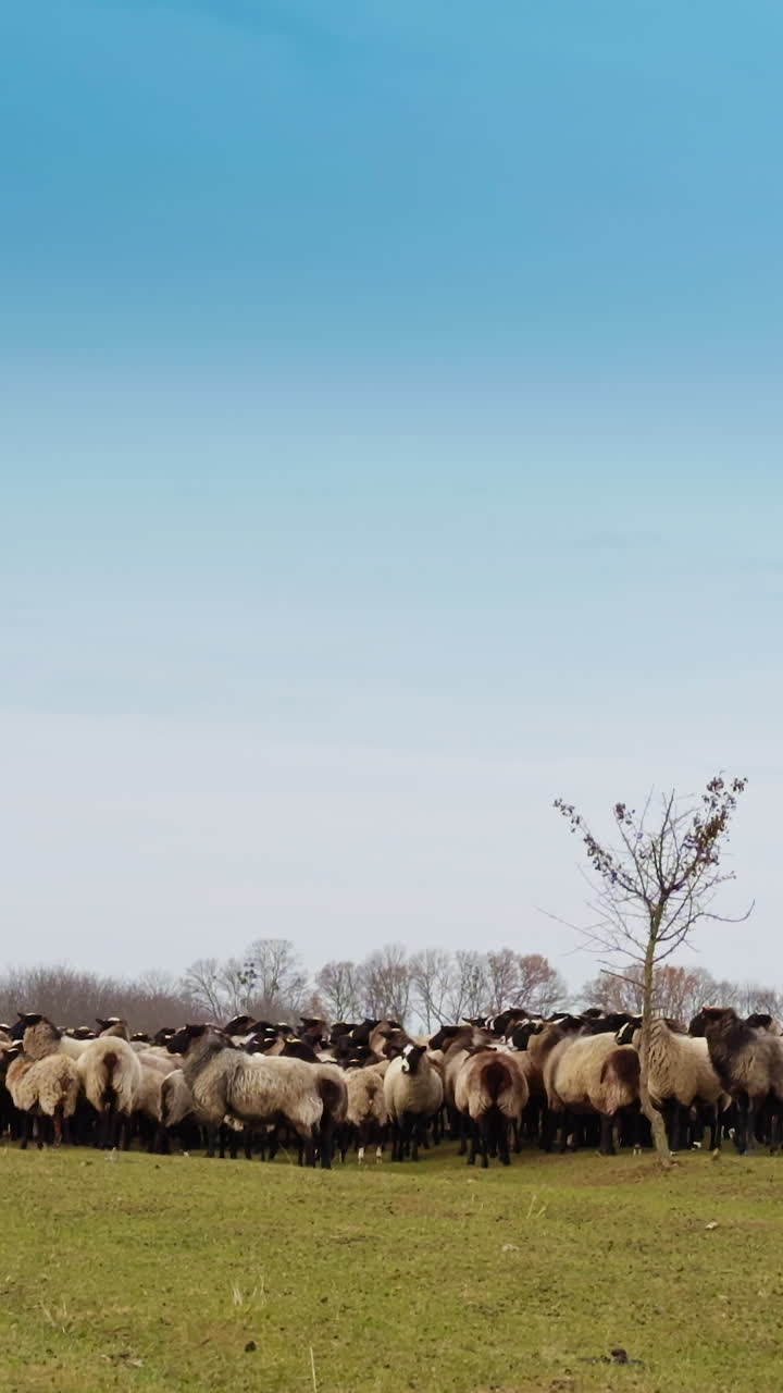 Fluffy sheep crowded around a little tree in the field. Animals turn to camera and start to walk by the meadow. Vertical video