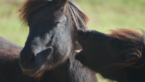 Two-dark-brown-ponies-playfully-bite-each-other-in-the-close-up-shot