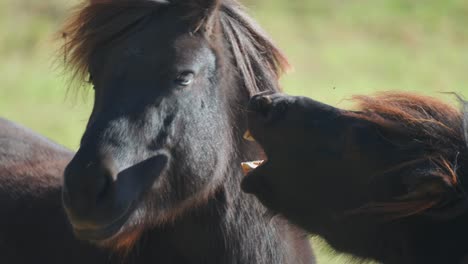 two dark brown ponies playfully bite each other in the close-up shot