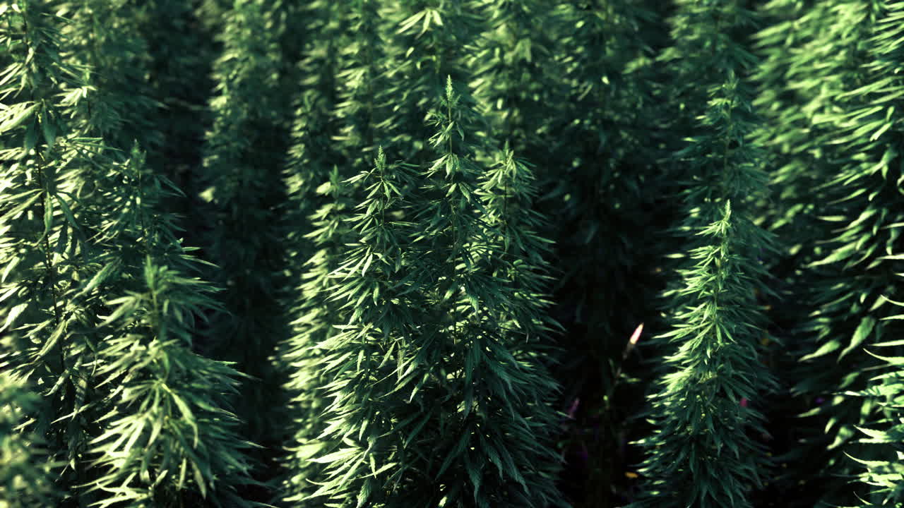 Lush green plants thrive under sunlight in a serene natural environment