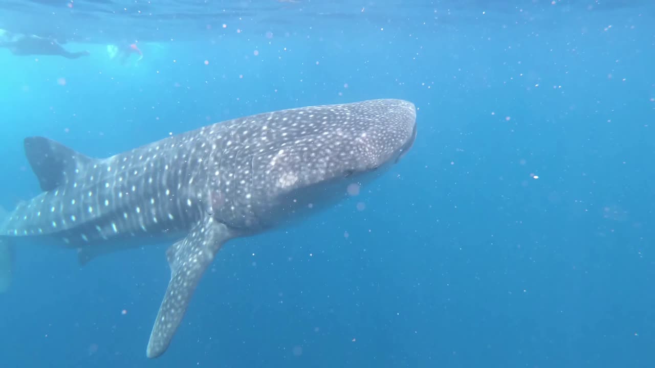 A huge Whale Shark swims in clear water. Underwater diving seascape.
