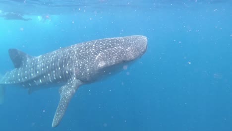 a huge whale shark swims in clear water. underwater diving seascape.