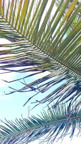 palm trees under a cloudy sky