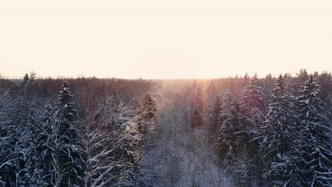 Luftflug-Eines-Winterwaldes.-Beim-Flug-über-Die-Verschneiten-Wälder-Geht-Die-Sonne-Orange-über-Den-Weißen-Bäumen-Unter