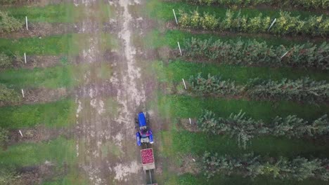 a tractor with trailers from apples is riding along the road with an apple orchard on two sides in the summer in the field.