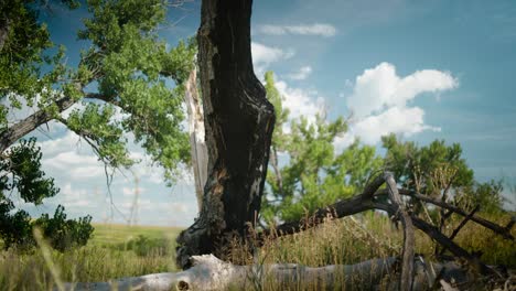 Witness-the-aftermath-of-wildfire-as-a-burnt-tree-vividly-displays-the-extent-of-wildfire-damage-in-the-Colorado-wilderness