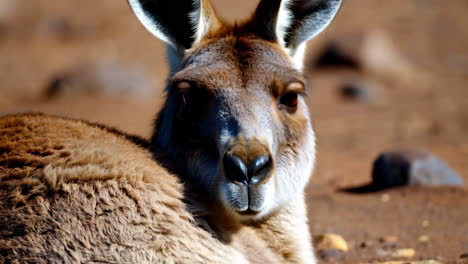 close-up of a kangaroo