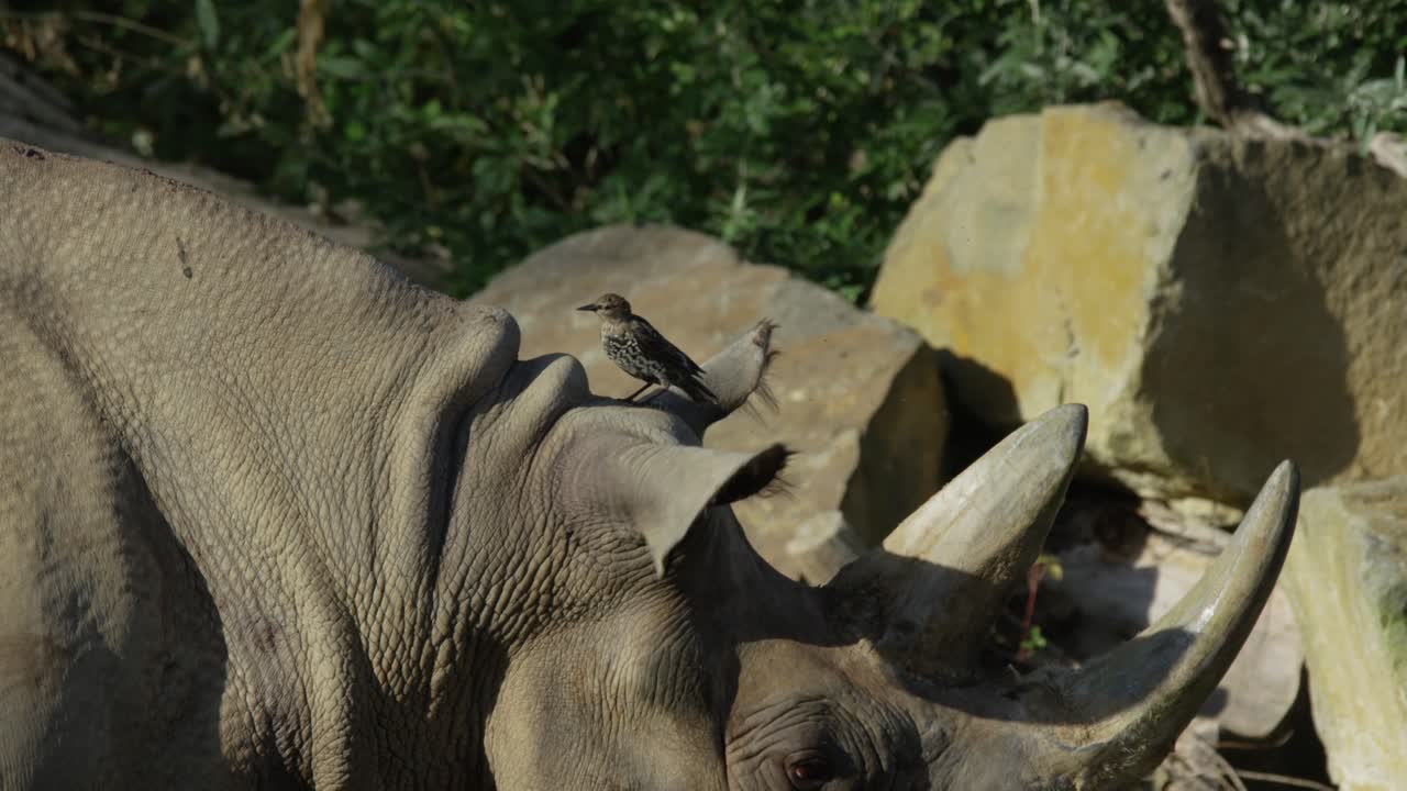 코소가 귀를 청소하는 새, 따뜻하고 은 날, 빨간색 4k