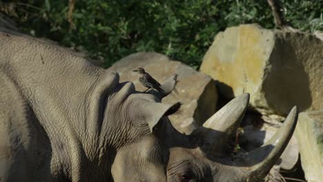 bird helping rhino to clean its ear, warm and sunny day, red 4k