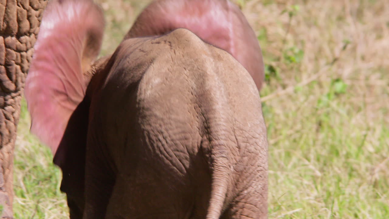 Elefantino africano di savana che cammina nella savana
