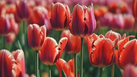 field of red and pink tulips