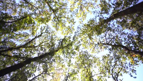 Rotating-trees-seen-from-below-low-angle,-sunrise-in-forest,-copy-space