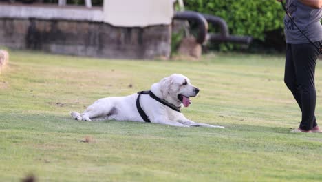 dog attentively follows trainer's commands outdoors.