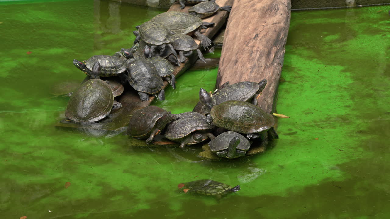 Static shot of turtles sleeping on a log within an enclosure in Puerto Plata