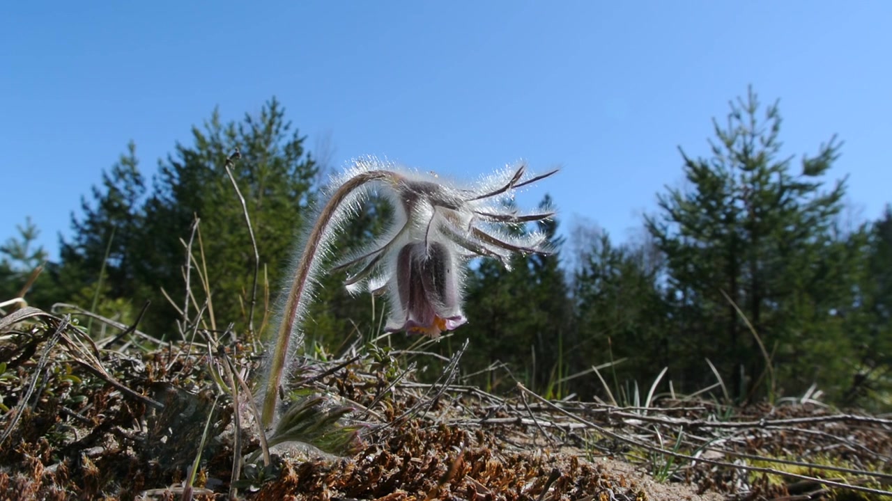 En enslig, blomstrende småkubjelle (Pulsatilla pratensis) i motlys. Estland
